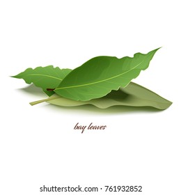 Natural dried bay leaves in small heap that used as special aromatic condiment for dishes isolated cartoon vector illustration on white background.