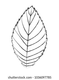 natural eco leaf natural decoration