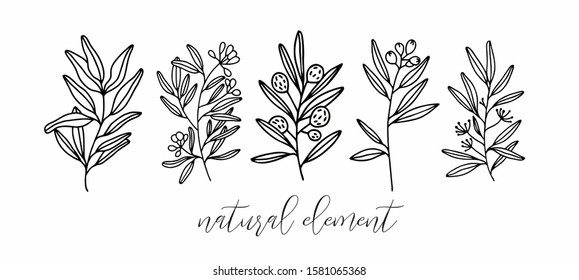 natural elements plants leaves branches