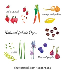 Natural fabric dyeing. Traditional cotton and silk dyeing from plants and vegetables. Vector illustration.