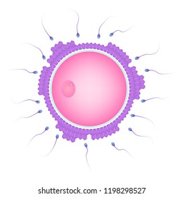 Natural Fertilization Of Human, Ovum And Sperm Cells, Reproductive Process