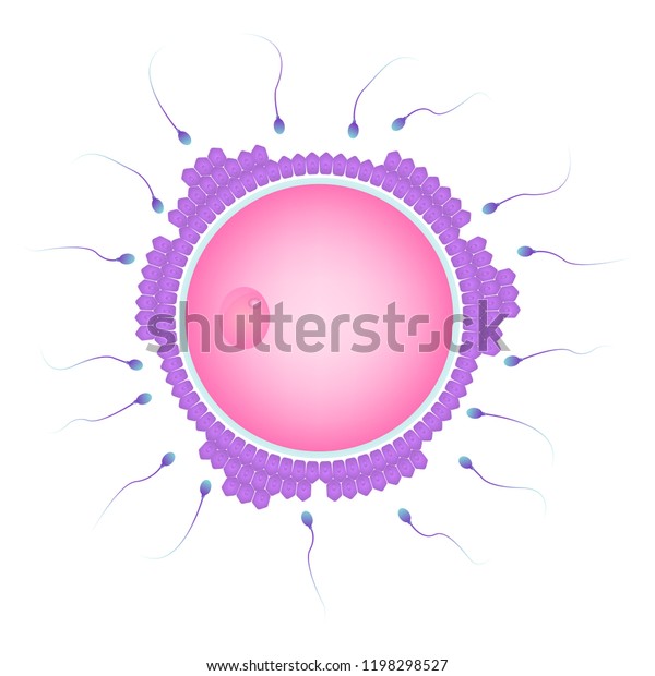 Natural fertilization of human, Ovum and sperm\
cells, Reproductive\
process
