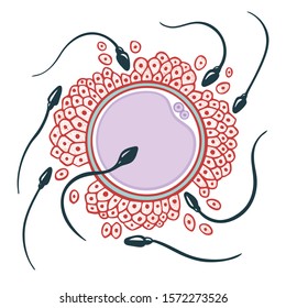 Fertilización natural. Ilustración vectorial dibujada a mano por esperma y óvulos. Concepto de dibujo de boceto de fertilización y ovulación. 