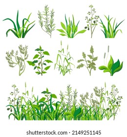 Natural flora and foliage of plant, lush greenery and flowers. Grass and herbs with leaves, mint and melissa. Ingredients for medicine and detox tea. Healthy botany for dieting, vector in flat