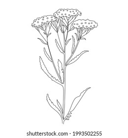 Natural flower and leaves line vector illustration