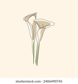 Natural Flowers The Elegance of Arum Lily in One Line