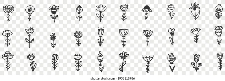 Conjunto de doodoros de patrón de flores naturales