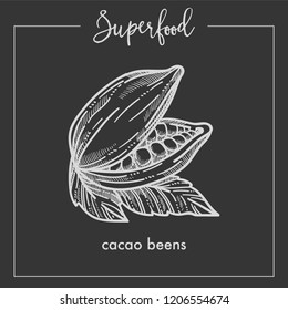 Natural fragrant cocoa beans with leaves monochrome superfood sepia sketch.