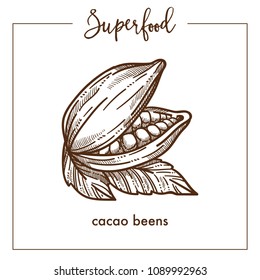 Natural Fragrant Cocoa Beans Monochrome Superfood Sepia Sketch