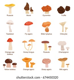 Natural fresh food. Different mushrooms. Truffles slippery chanterelle and others. Vector illustrations in cartoon style