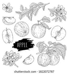 Natural fruit apple set. Hand drawn whole apple, half, flower, branch and leaves. Design for shop, book, menu, banner. Outline ink style sketch. Vector coloring illustration.