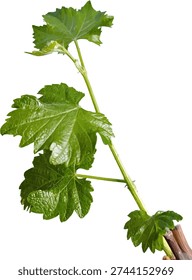 Natural grape vine branch with green leaves, realistic detailed botanical vector illustration isolated on white background. Fresh vineyard plant element, organic nature design resource.