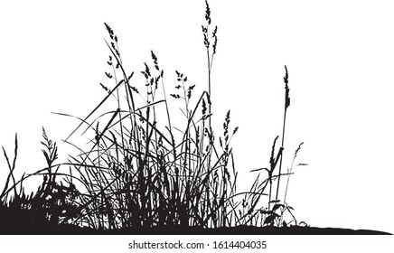 natural grass silhouettes on a white background (Vector illustration).Eps10