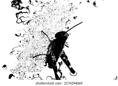natural grasshopper macro vector study