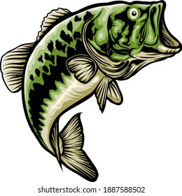 Natural Green Bass Fish in Illustration