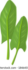 Natural green fresh leaves of sorrel, culinary herbs. Vector realistic illustration isolated on white
