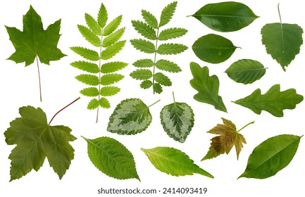 Las hojas verdes naturales de hoja aisladas en fondo blanco, varían de árbol botánico.