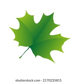 A natural green maple leaves on white background. Isolated maple leaves in illustration design