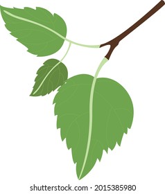 Natural Green Plant Mulberry Leaf 