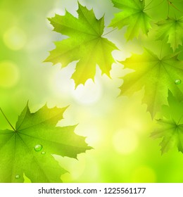 Natural green square background with maple leaves snd tree branches, vector summer spring background