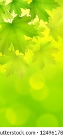 Natural green vertical rectangular background with maple leaves snd tree branches, vector summer spring background