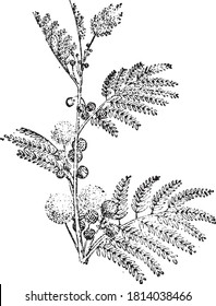Natural gum, From the Dictionary of Word and Things, 1888.