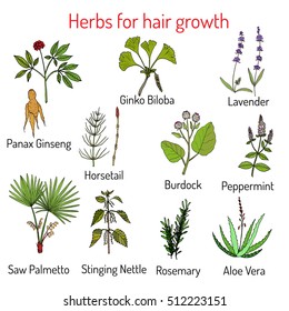 Natural hair care, herbs for growth: ginseng, ginko, lavender, horsetail, burdock, peppermint, saw palmetto, nettle, rosemary, aloe vera. Vector illustration