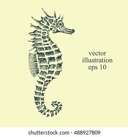 Natural hand drawn illustration of sea horse. Hand drawn