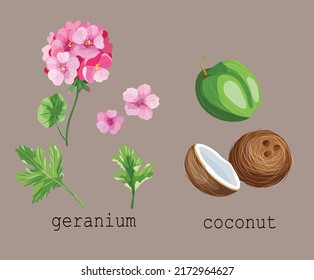 Natural herb icons geranium coconut sketch