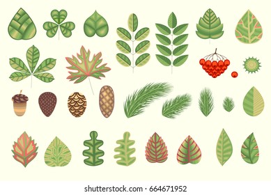 A natural herbal collection for your creativity. Stylized leaves, plant elements. Vector illustration