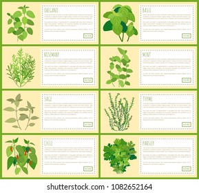 Natural herbal spices with description banners. Fragrant condiments piquant taste. Leafy herbs used in culinary as spice vector illustration.