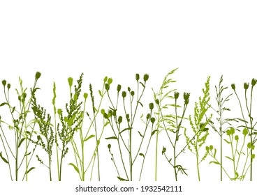 Natural herbs - border with wild growing grass - herbal silhouettes on white background - design element for summer and spring