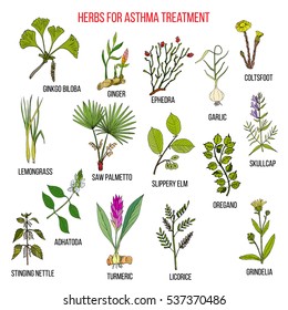 Natural herbs collection for asthma treatment. Hand drawn botanical vector illustration
