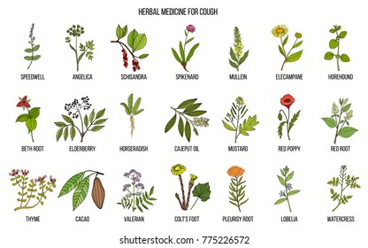 Medicinal Herbs Icons Set Cartoon Set Stock Vector (Royalty Free ...