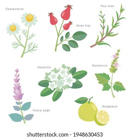 Natural herbs and flowers used for aromatherapy. Chamomile, rose hip, tea tree, jasmine, patchouli, clary sage, bergamot. Vector illustration in flat cartoon style on white background.