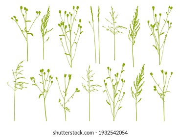 Natural herbs isolated on white - set of herbal silhouettes - green grass - elements for summer and spring design