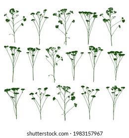 Natural herbs isolated on white - green silhouettes of wild flowering grass - herbal set