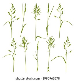 Natural herbs isolated on white - silhouettes of wild blades of grass - herbal set