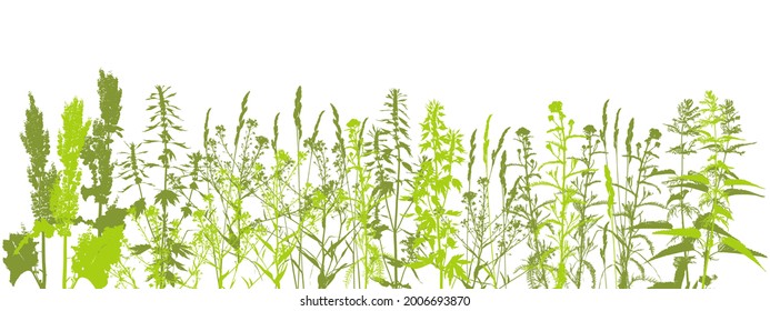 Natural herbs row - wild field grass on white - herbal green border, wild-growing plants