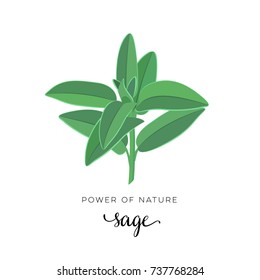 Natural herbs. Sage, stem with leaves. Vector illustration cartoon flat icon isolated on white.