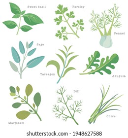 Natural herbs used for cooking. Sweet basil, parsley, fennel, sage, tarragon, arugula, marjoram, dill, chive. Vector illustration in flat cartoon style on white background.