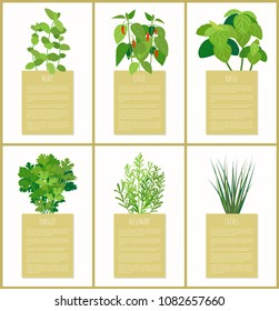 Natural herbs used in culinary as condiments set. Fragrant herbal mint, chili spice, basil and rosemary leaves. Fresh spices on banner with sample text