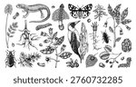 Natural history hand drawn vector illustration set. Vintage forest plants, insects, and birds sketches collection in engraved style. NOT AI generated