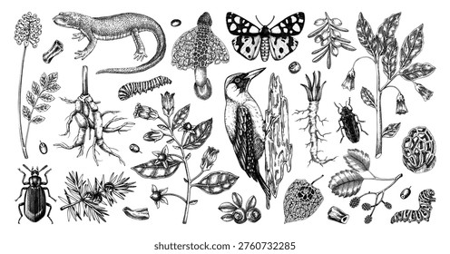 Natural history hand drawn vector illustration set. Vintage forest plants, insects, and birds sketches collection in engraved style. NOT AI generated