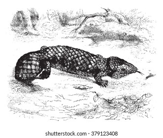 Natural History Museum of Paris, Tiliqua rugosa, vintage engraved illustration. Magasin Pittoresque 1876.