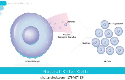 Natural Killer cell involved in killing virus infected cell or cancer cell vector  it belongs to innate immune system of human defence mechanism illustration eps