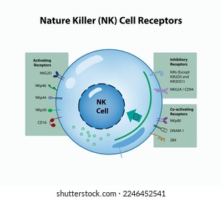 Ilustración vectorial de los receptores de células NK de la célula asesina natural (tipo)