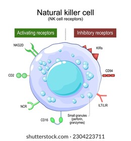 Natural Killer cell. NK cell receptors. Structure and anatomy of large granular lymphocytes (LGL). Human Immune system. Part of Innate immunity. Vector poster