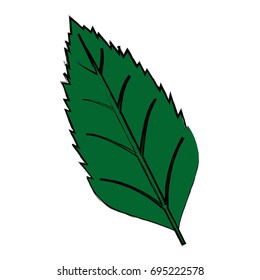 natural leaf botanical foliage ecology element