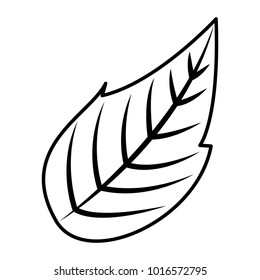 natural leaf botanical spring image